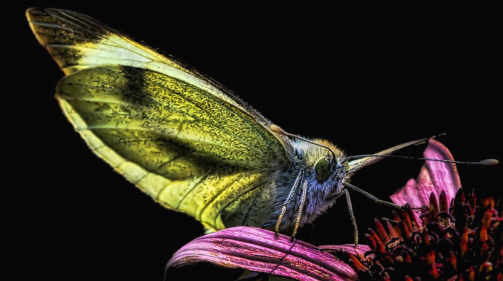 Butterflay On A Flower