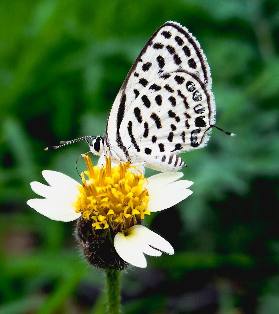 Photograph by Swapnil Bavaria