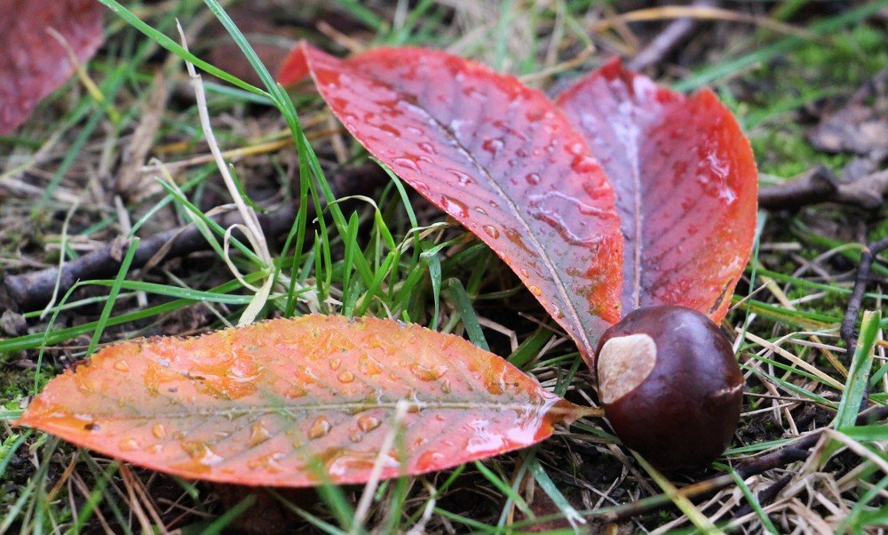 Photograph by Людмила Бутова