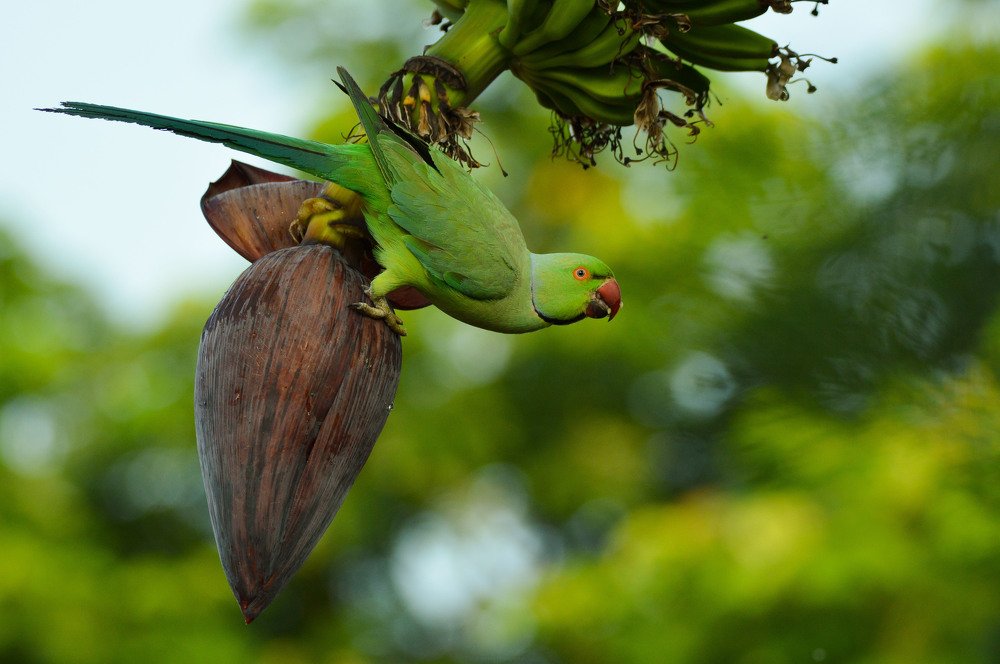 Rose ringed parakeet