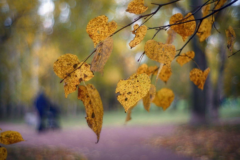 Photograph by Владимир Гречанинов