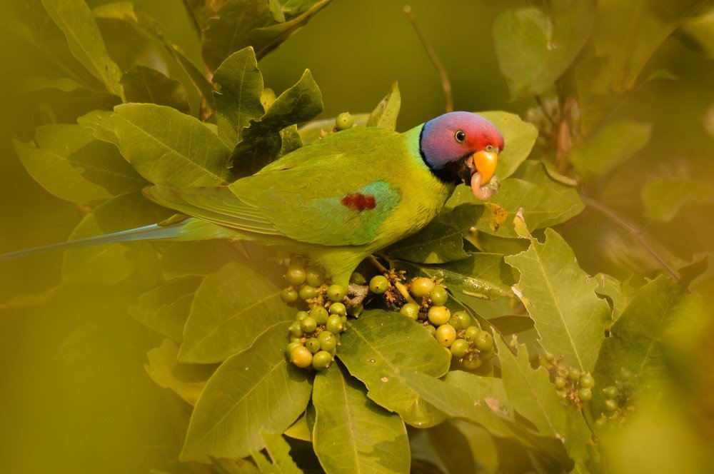 Фотография автора Yog Nik