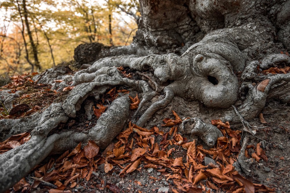 Photograph by Кассандра Мареева