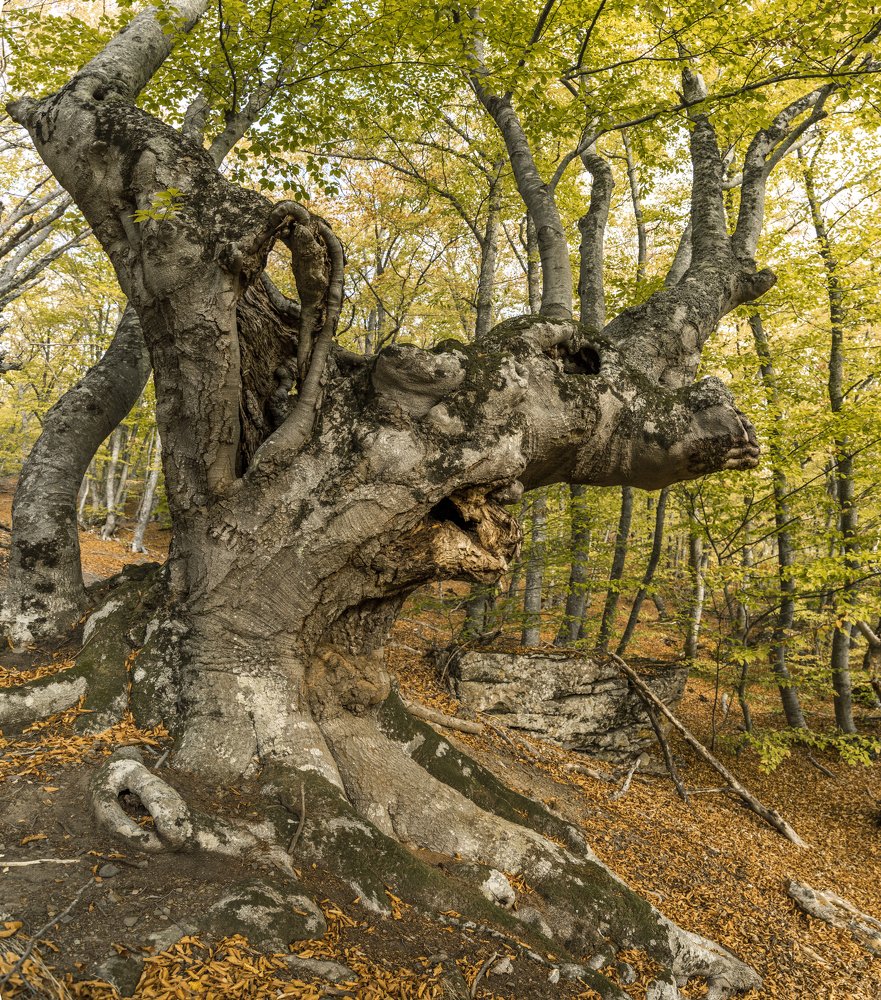 Photograph by Кассандра Мареева