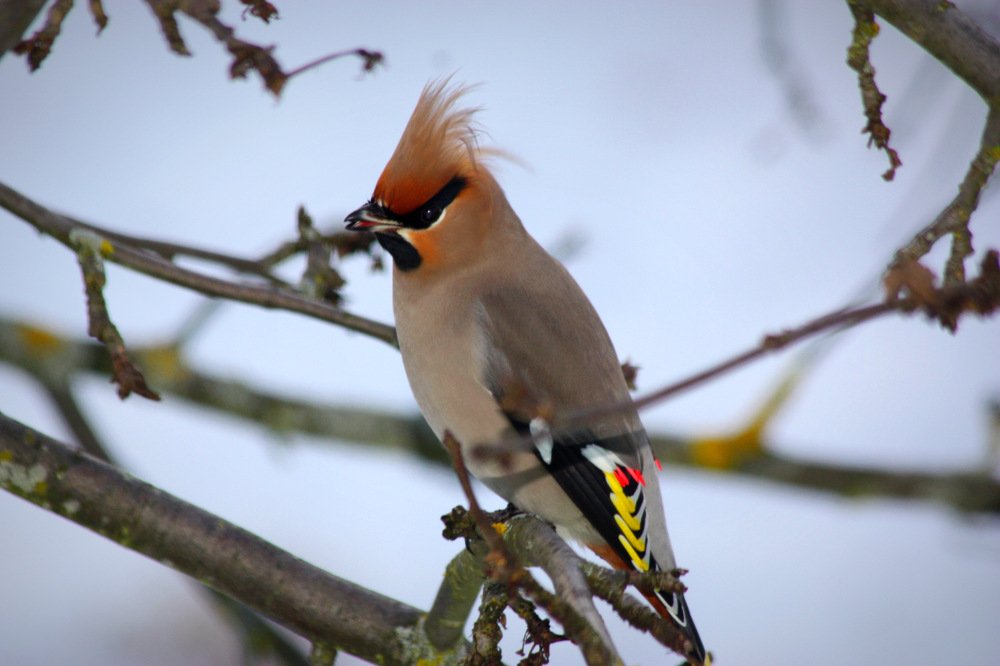 Свиристель