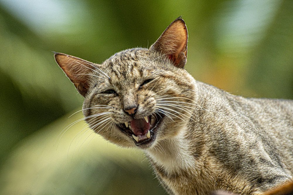 Photograph by chandima roshan