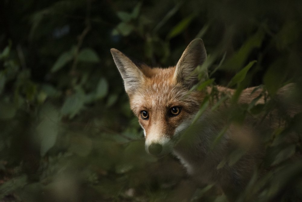 Photograph by Кассандра Мареева