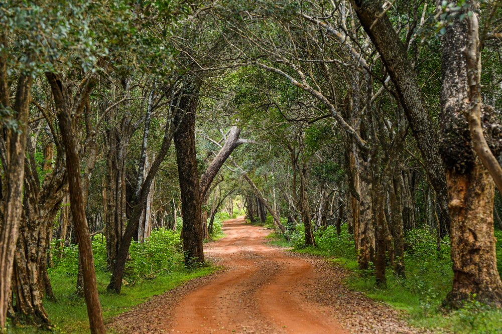 Photograph by chandima roshan
