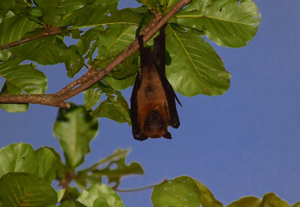 Фотография автора abhilash a k