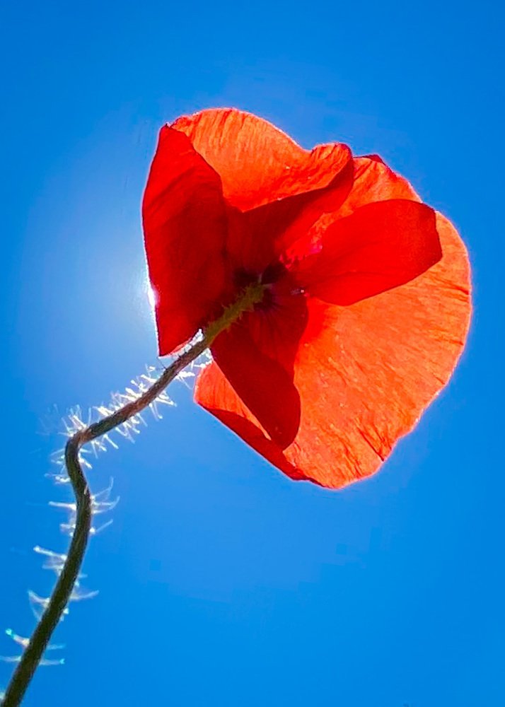 Photograph by Алиса Прокофьева