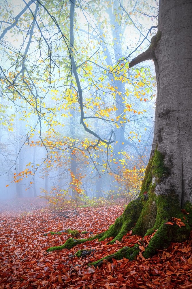 Foggy Autumn