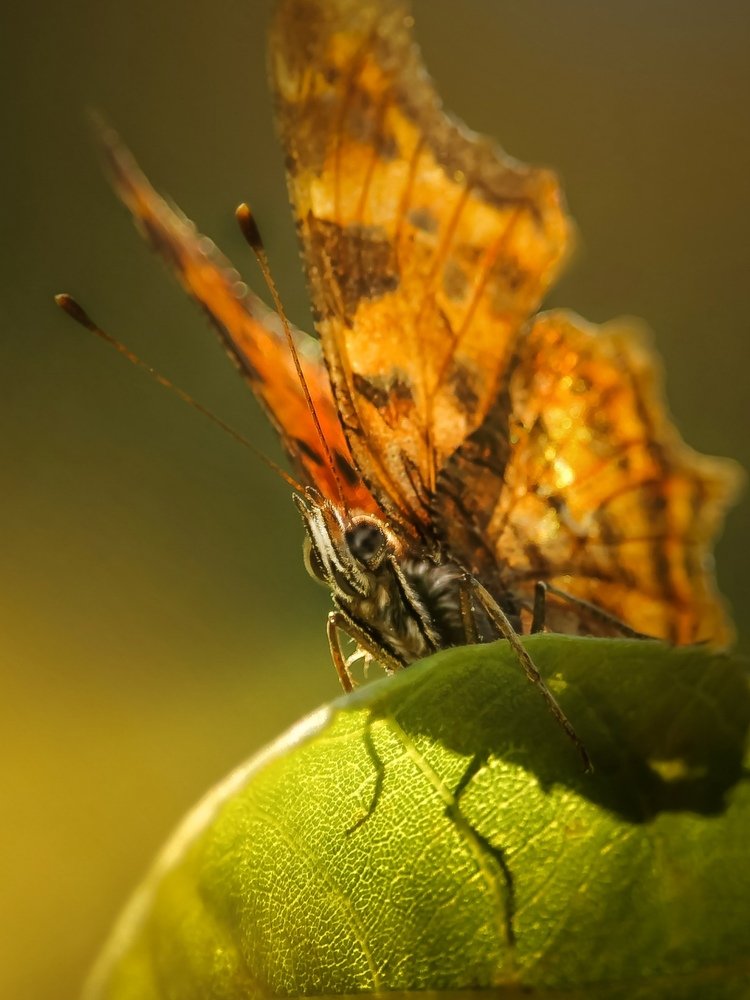 Photograph by Элина Васькова