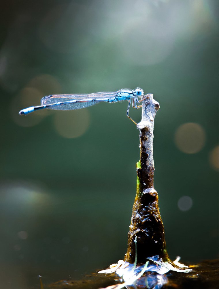 Безмятежность