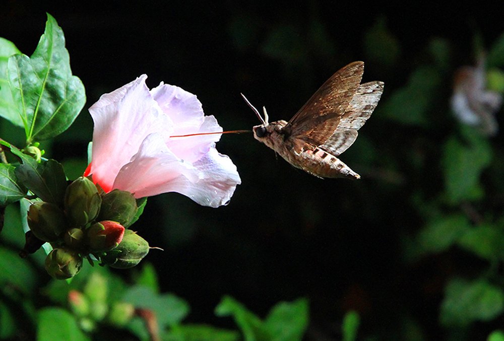 Photograph by Иван Пархоменко