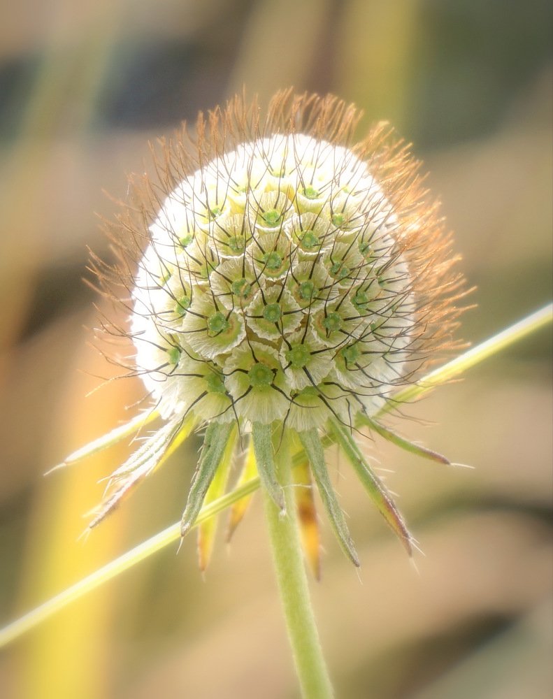 Photograph by Ави Христова