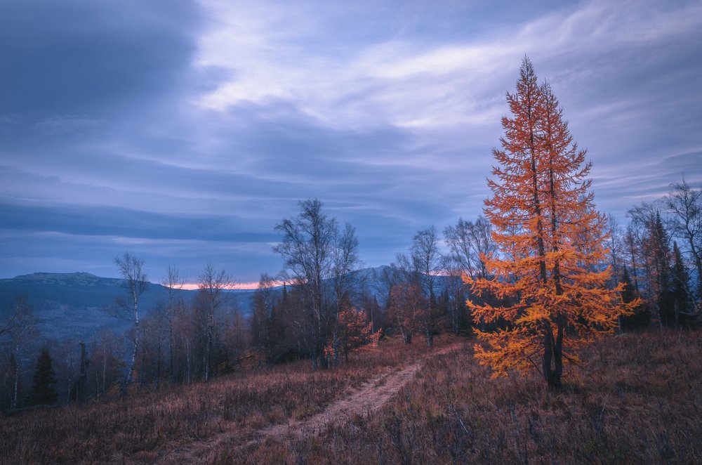 Последнее золото осени