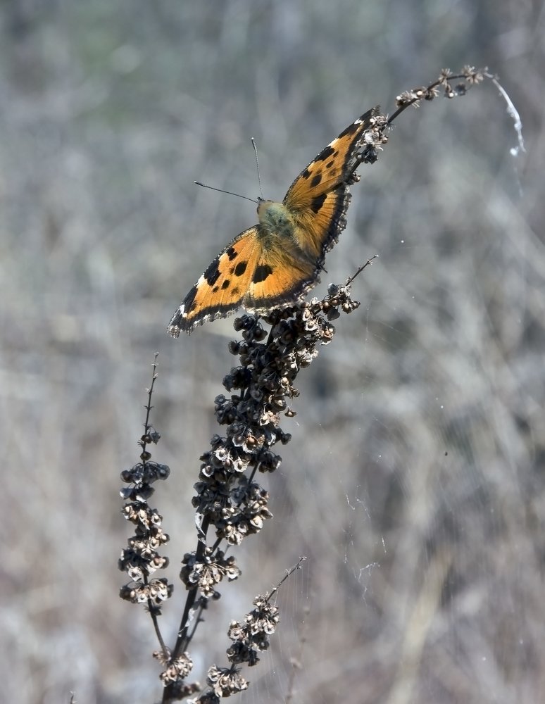 Photograph by Александр Пузиков