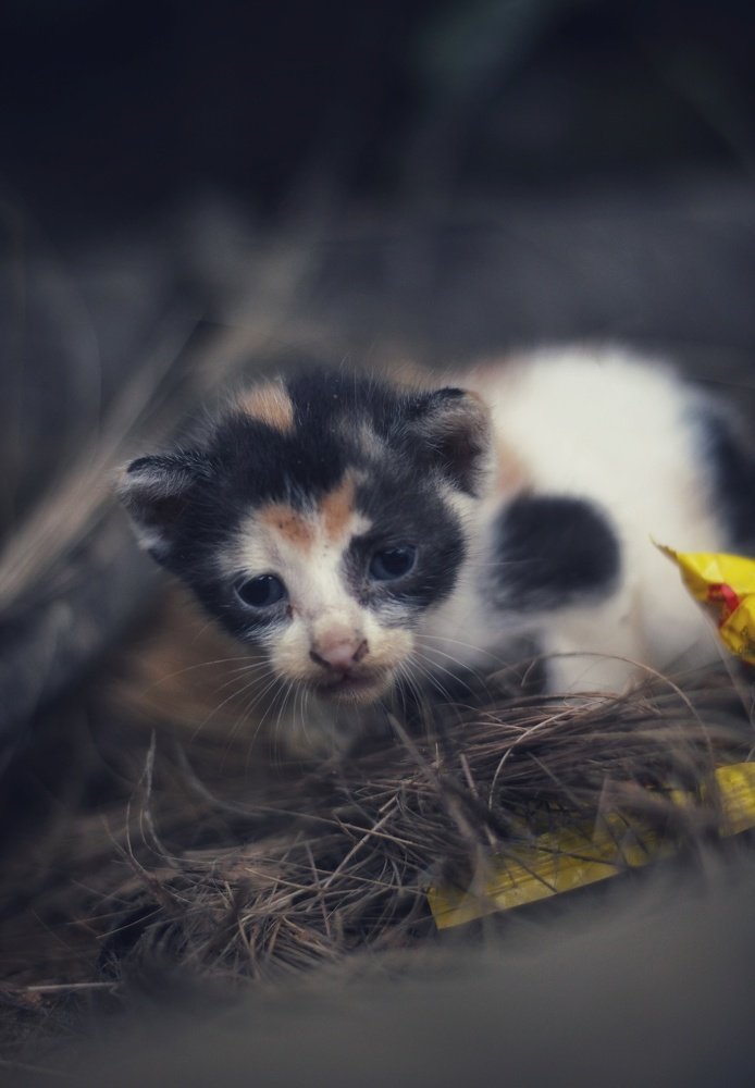 Photograph by Abhijit Shil