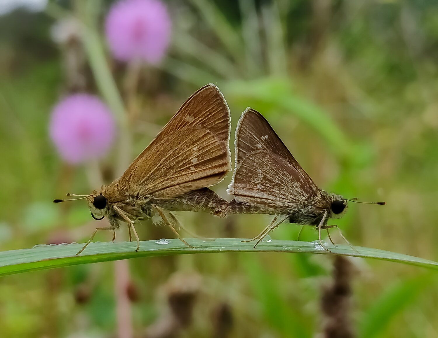 Mobile Photography