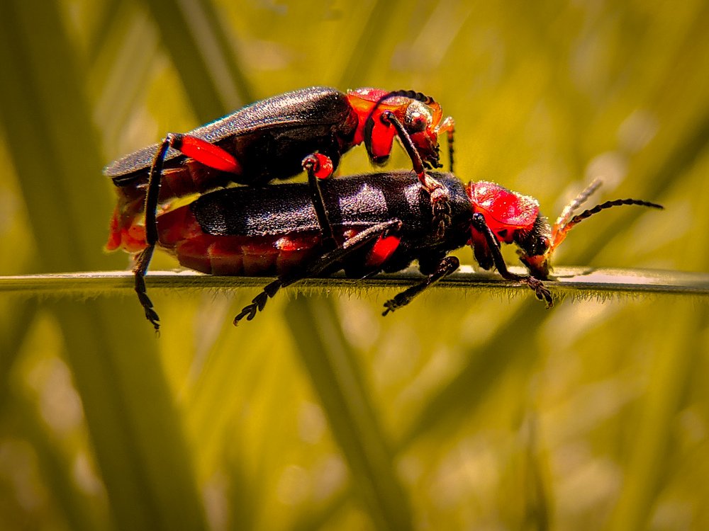 Photograph by Галина Суровицкая