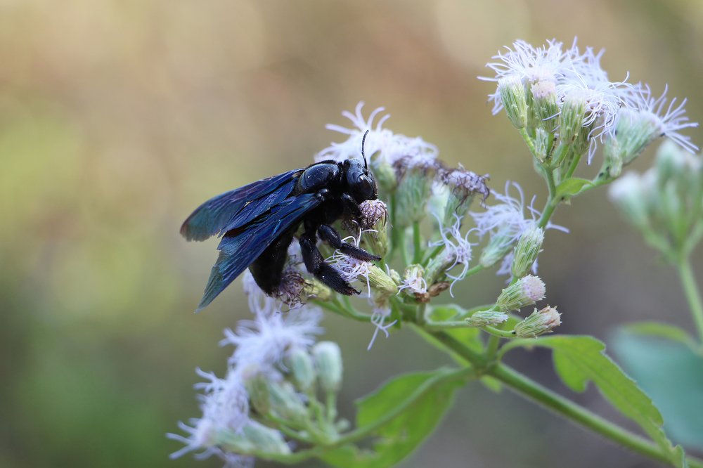 Черный шмель