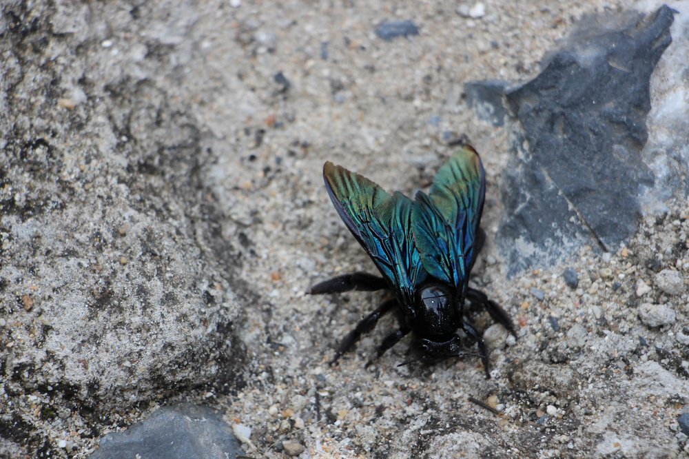 Пчела-плотник