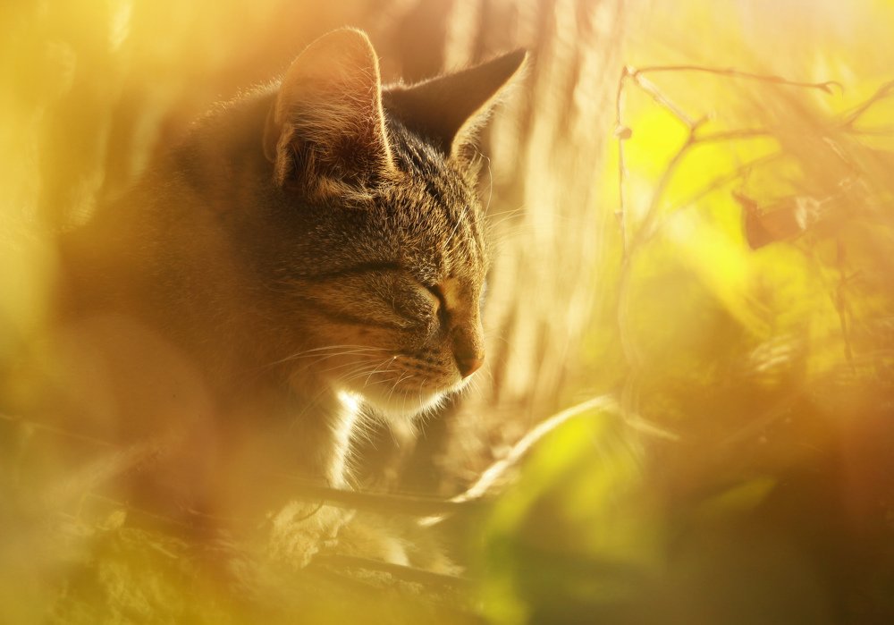 Photograph by Элина Васькова