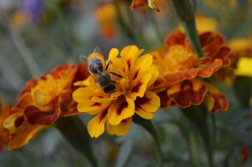 Photograph by София Ланьо