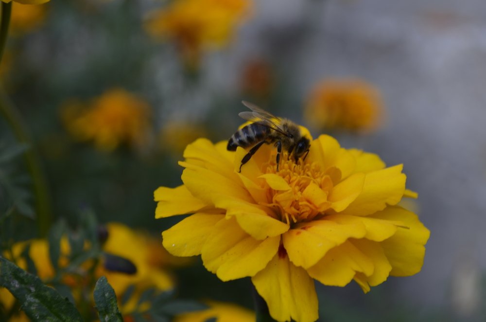 Photograph by София Ланьо