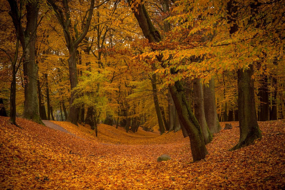 Шервудский лес