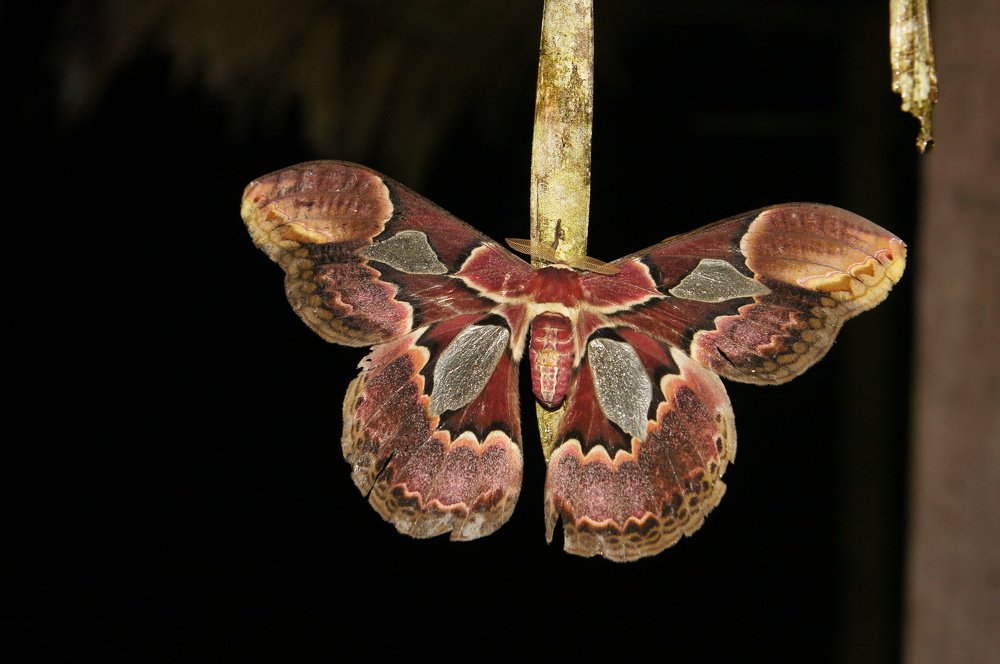 Родшельдия