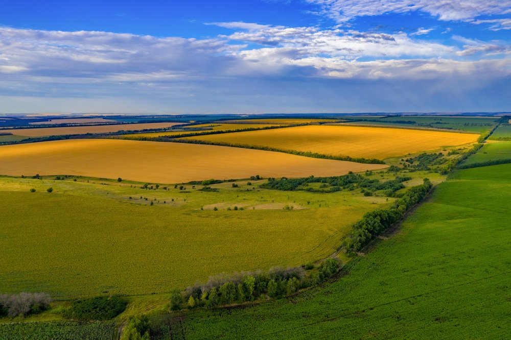 Геометрия - Поля подсолнечника!
