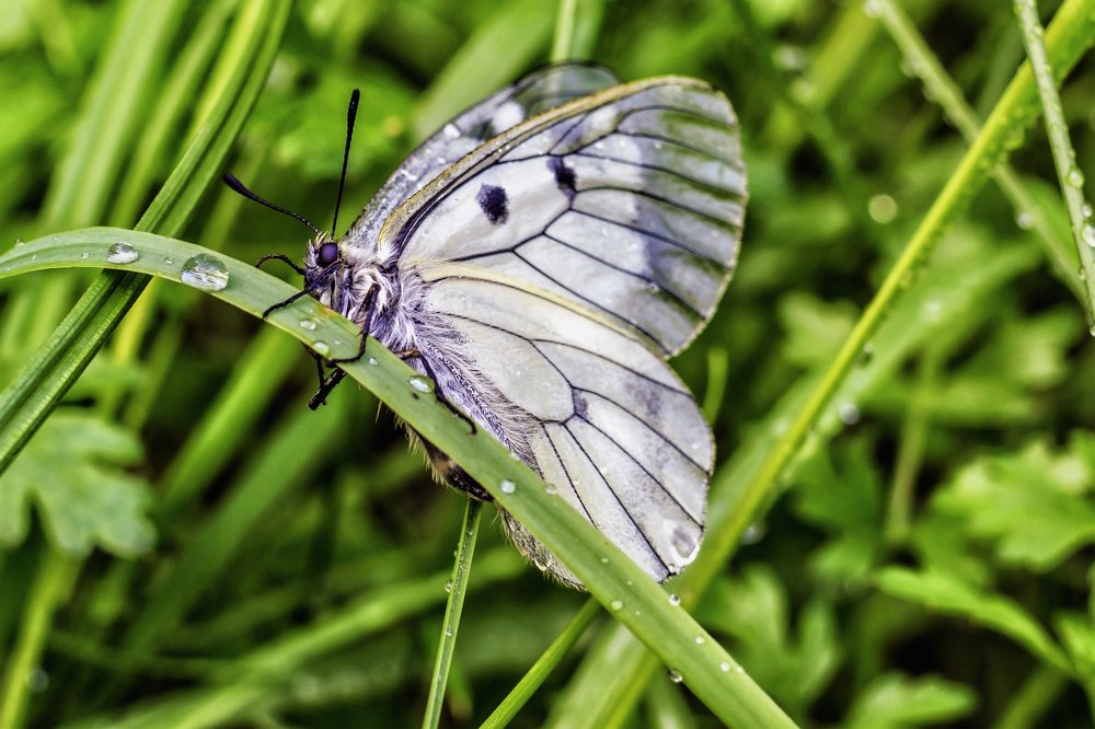Пробираясь по травинке