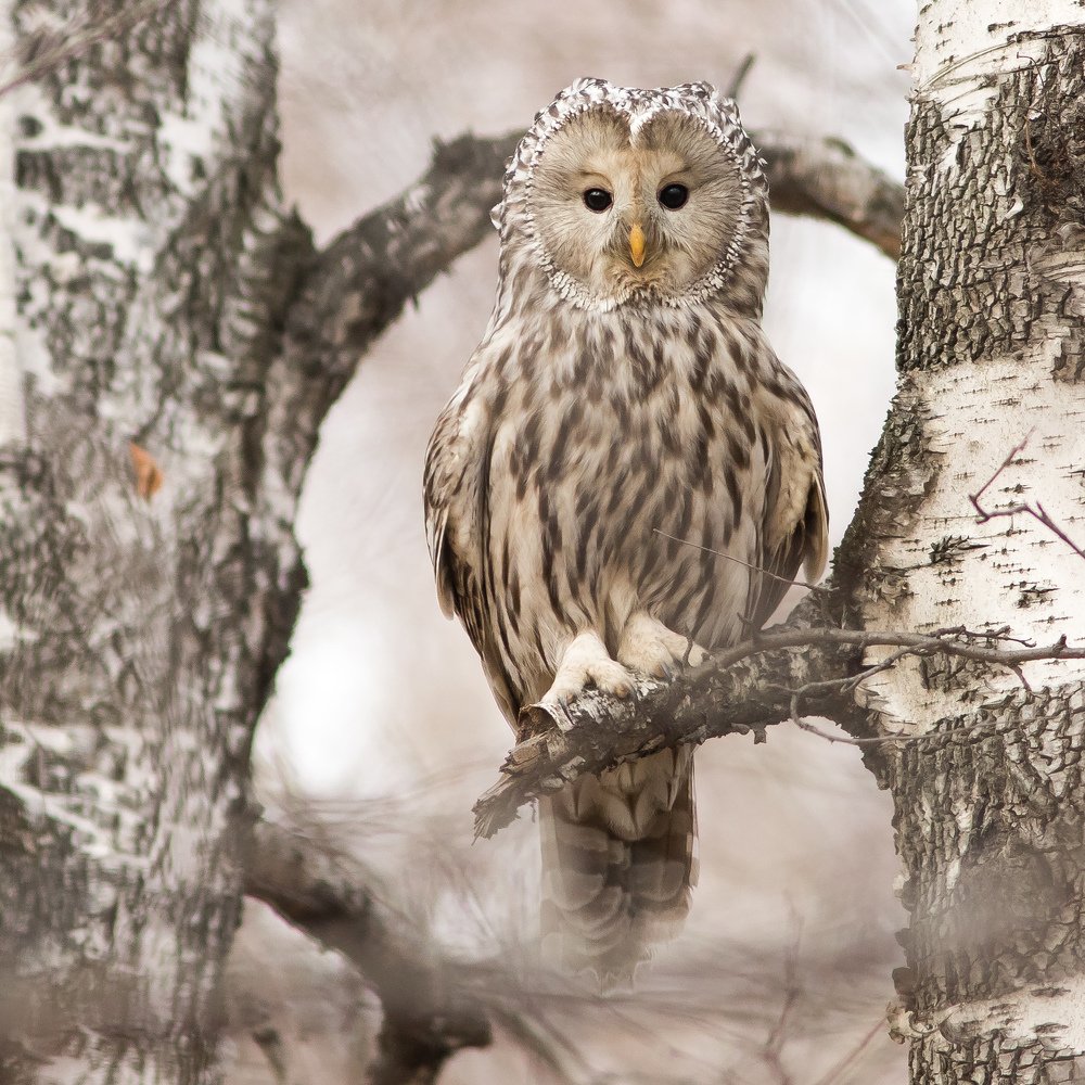Длиннохвостая неясыть