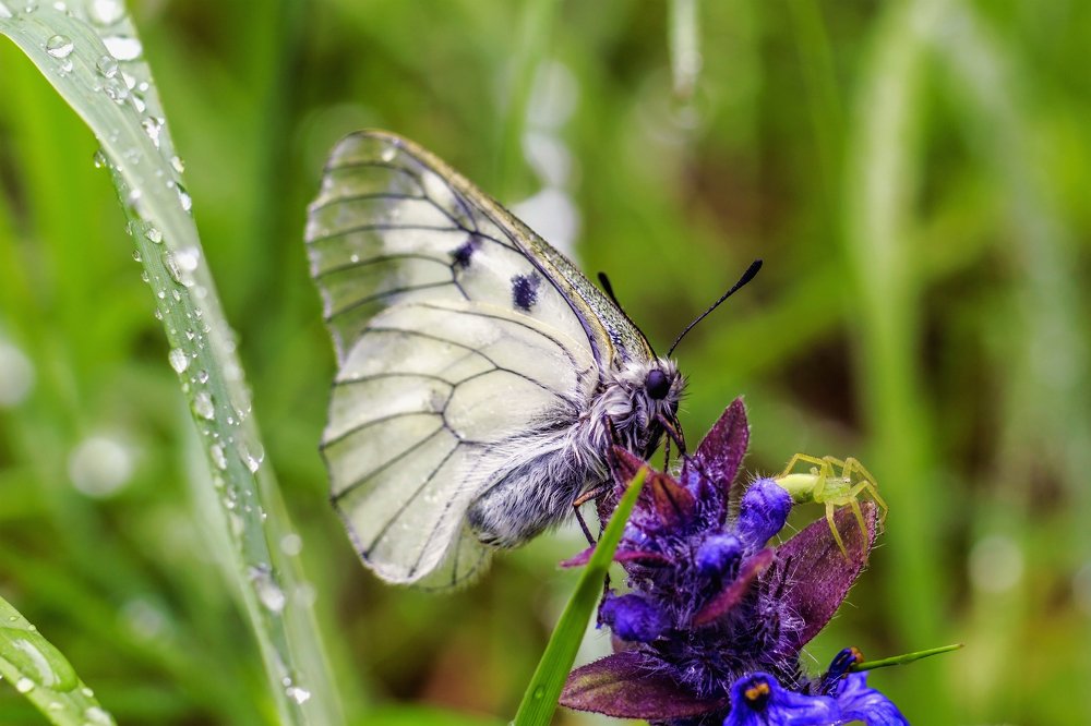 Вместе с паучком...