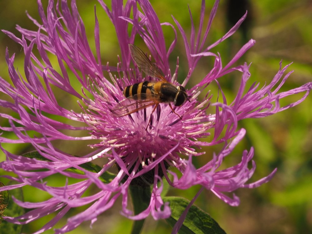Photograph by Надежда Меркулова