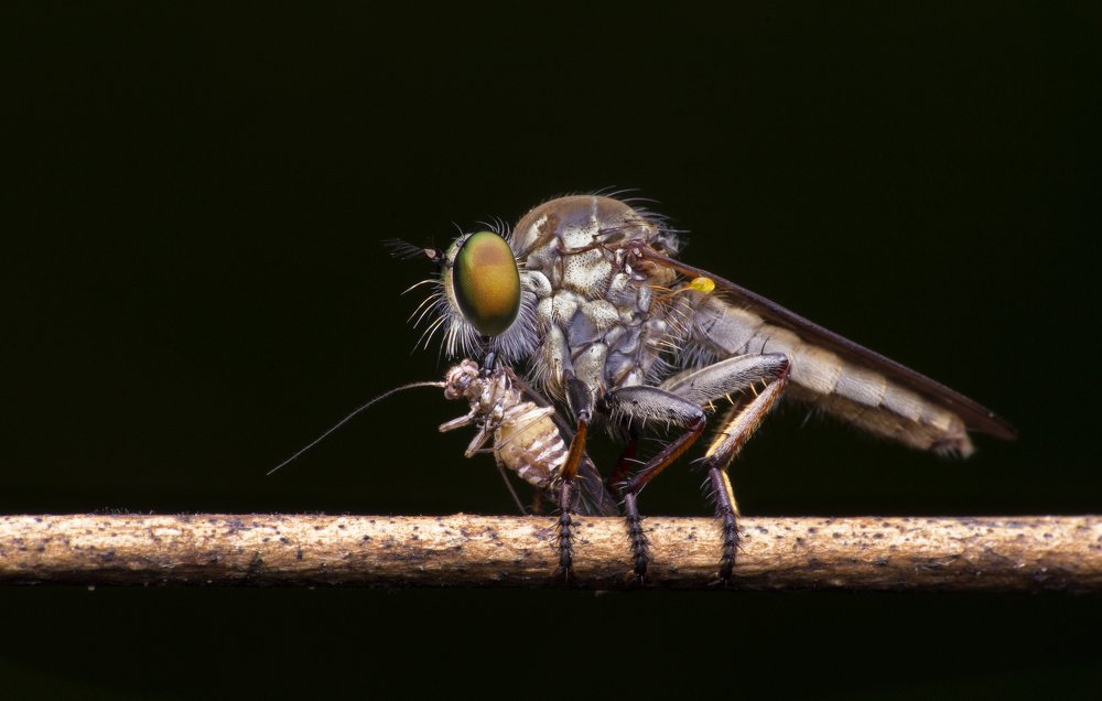 Photograph by Subhankar Saha