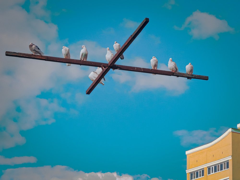 Крестоносцы