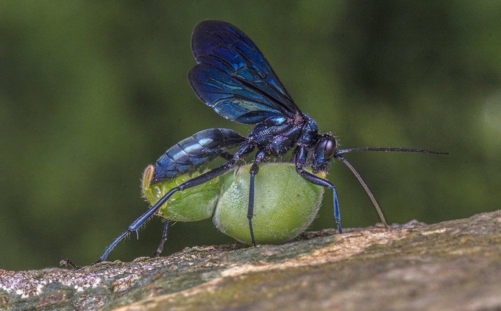 Photograph by Subhankar Saha