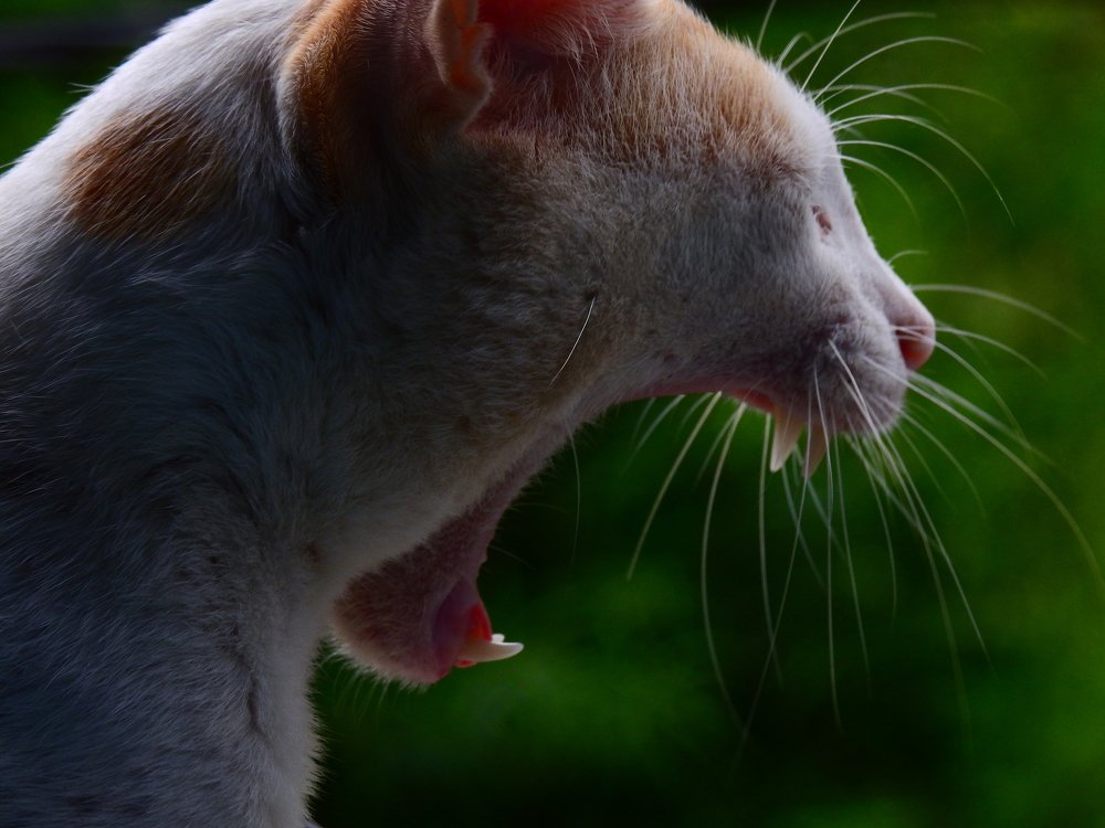 TOM