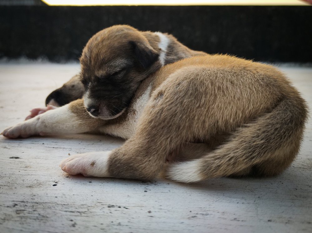 Lovely Puppies