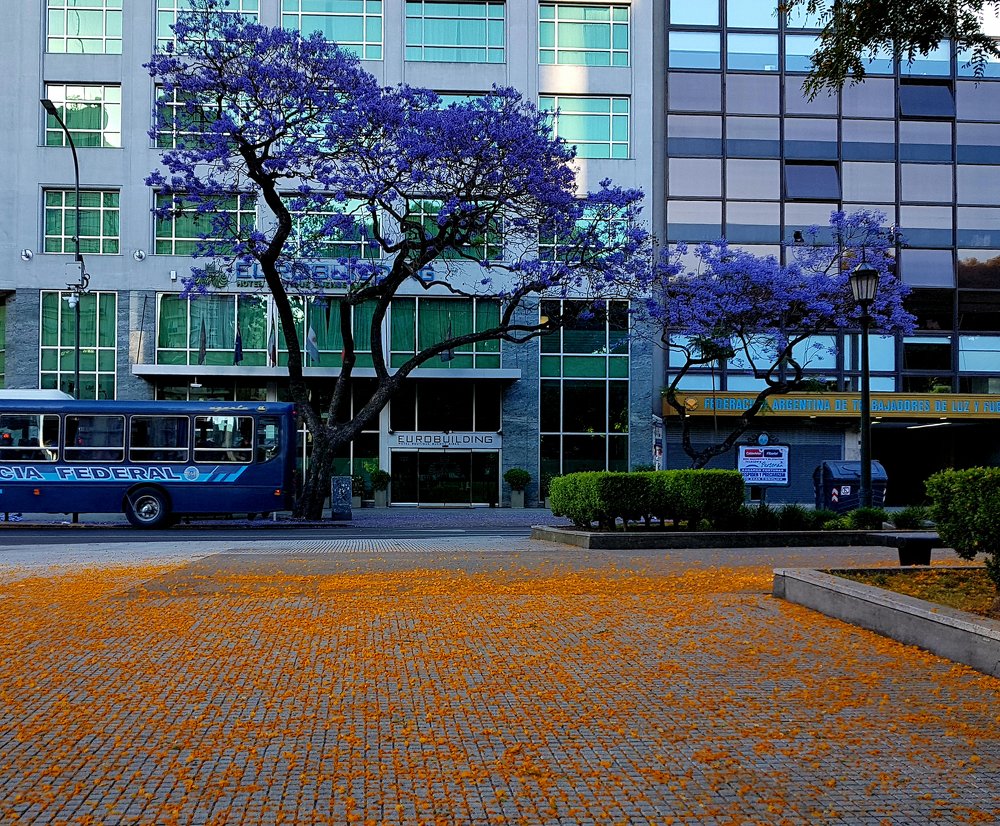 Acacia and jacaranda