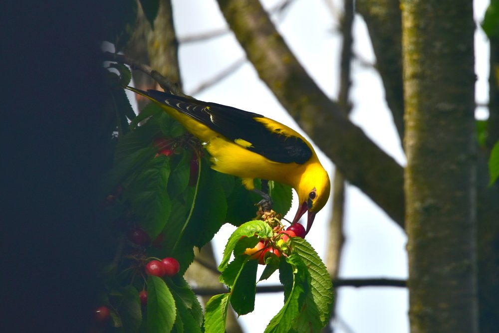 Иволга в саду.