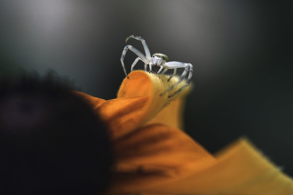 Photograph by Milan Koník