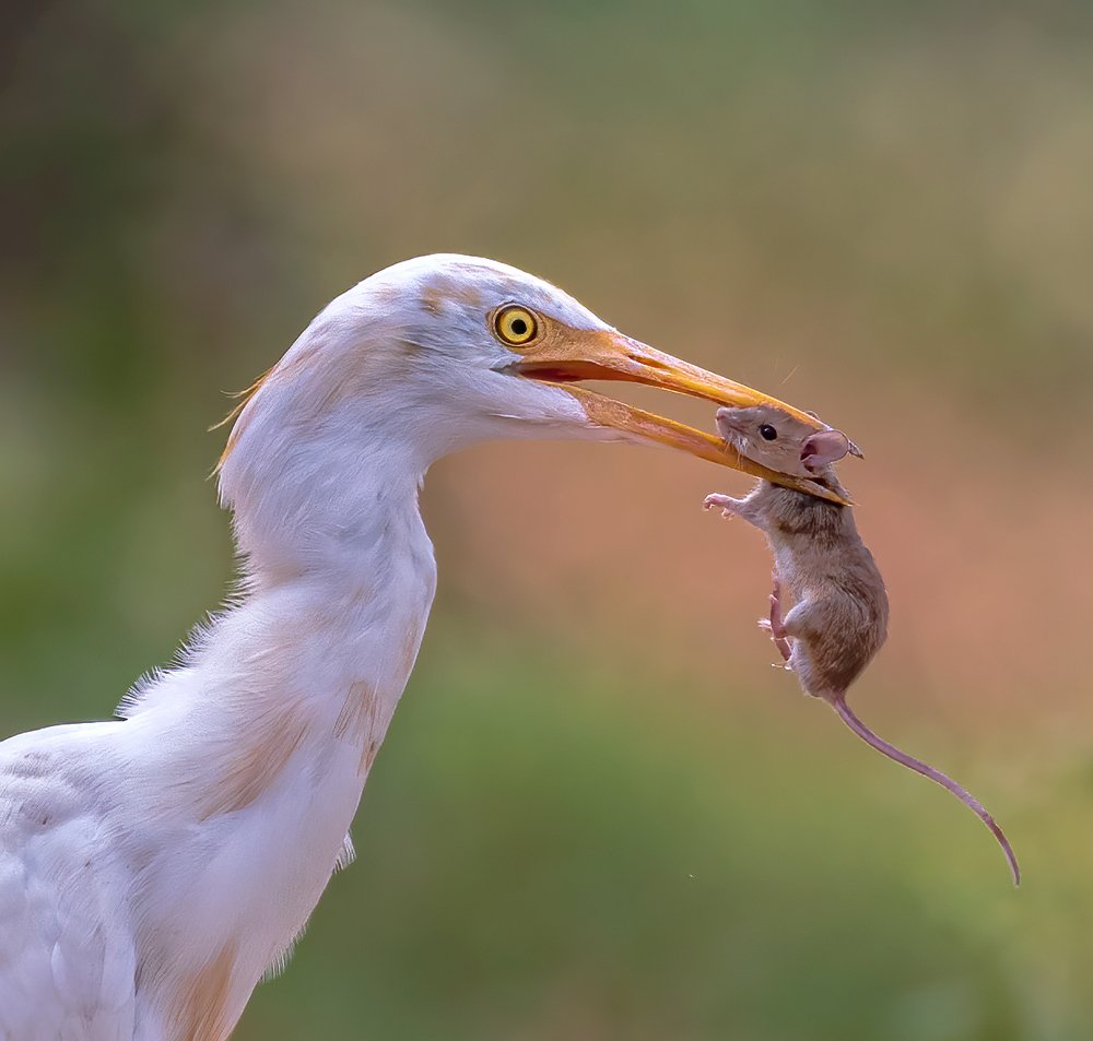 No mercy - Nature's nature