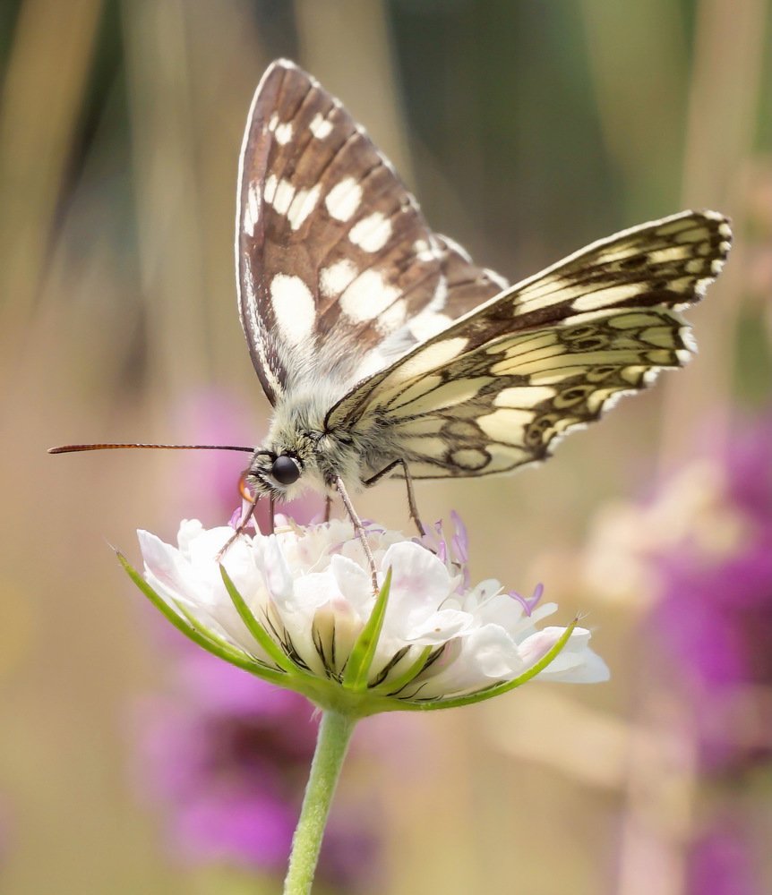 Photograph by Ави Христова