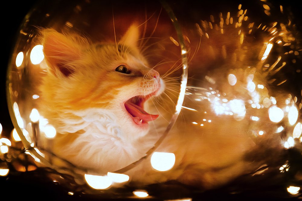 Фотография автора Марина Айдинян