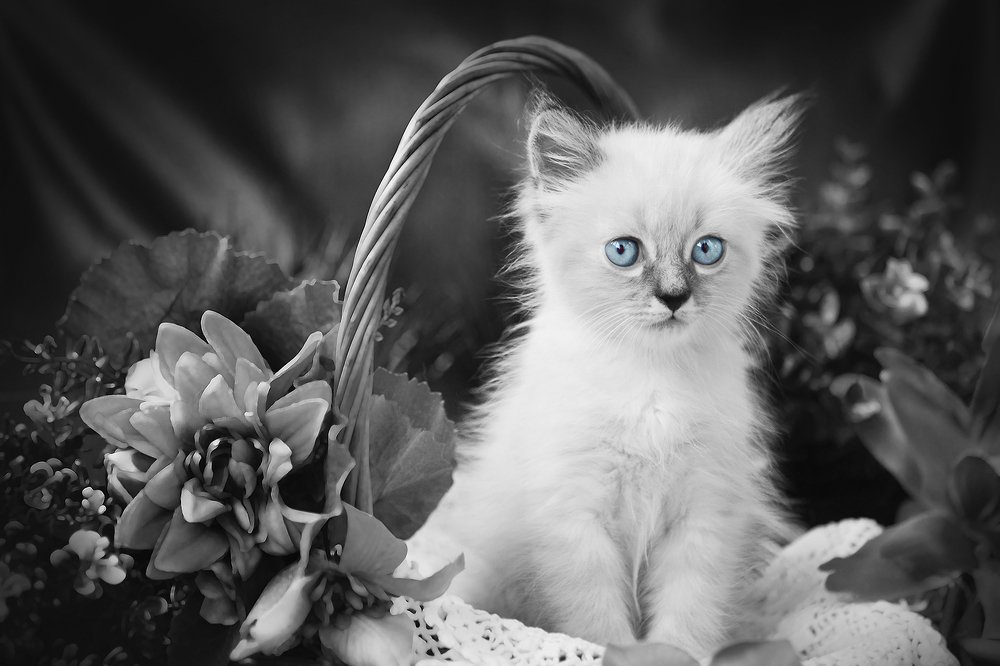 Фотография автора Марина Айдинян