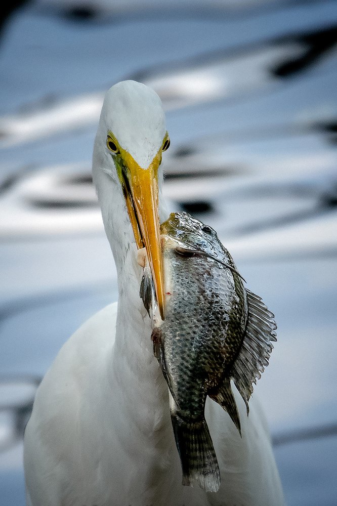 Photograph by Samudra Kanankearachchi