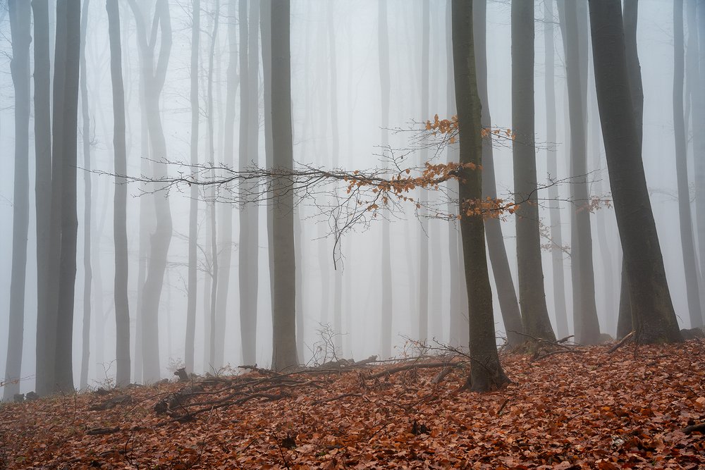 Photograph by Ladislav Szabó